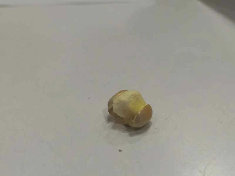 半爆開的爆米花粒