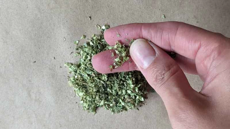 手工篩選牛至葉。