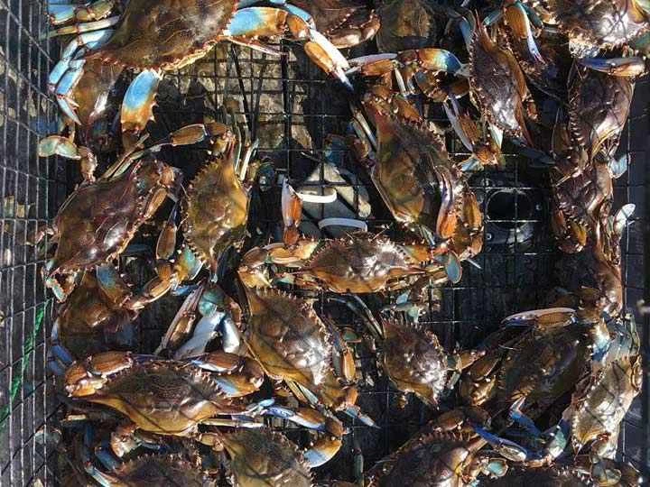 陷阱裡的藍蟹。