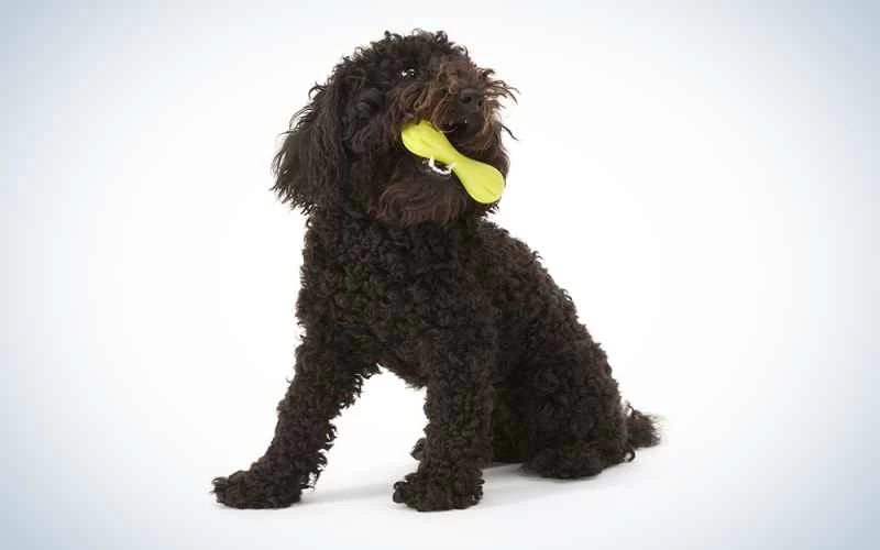 West Paw Design Zogoflex Hurley 保證堅韌的狗骨頭咀嚼玩具