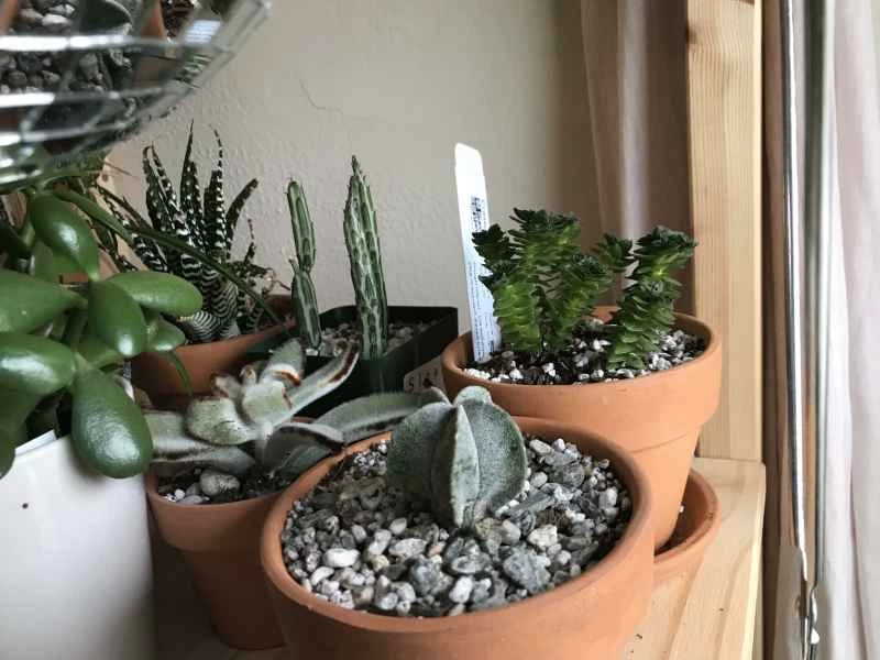 如何打造一個生氣勃勃的室內花園