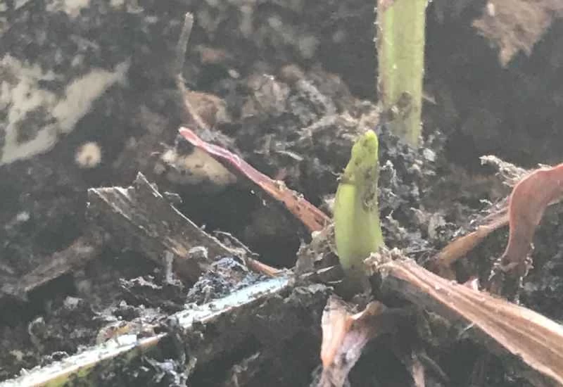 一株小小的瓶子草幼苗從一株幾乎枯死的瓶子草中長了出來。