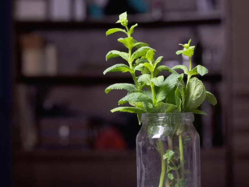 6種神奇方法，只需用水就能讓蔬菜重新生長