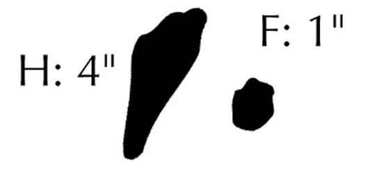 東部棉尾兔的足跡