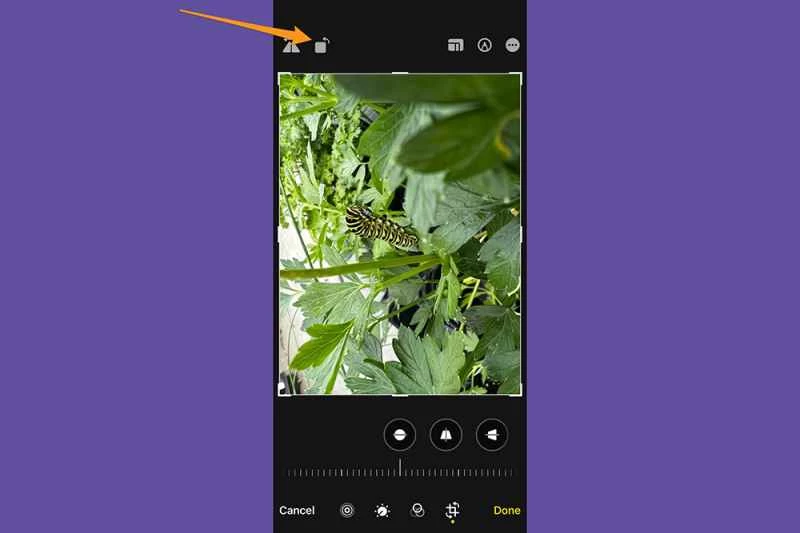在 iPhone 照片應用程式中編輯照片時,會顯示圖片旋轉按鈕的位置。