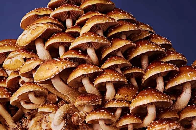 藍色背景上的栗子。