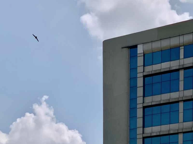 如何幫助鳥類避免撞到窗戶