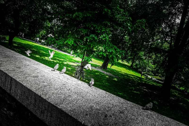 一張以傾斜角度拍攝的牆上鳥兒照片，經過HDR、暗角和其他後製。