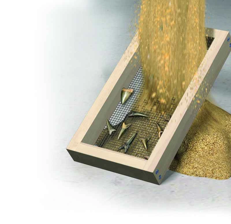 在哪裡以及如何篩選化石