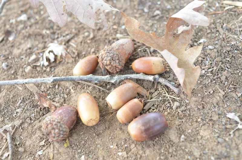 散落在地上的野生橡子