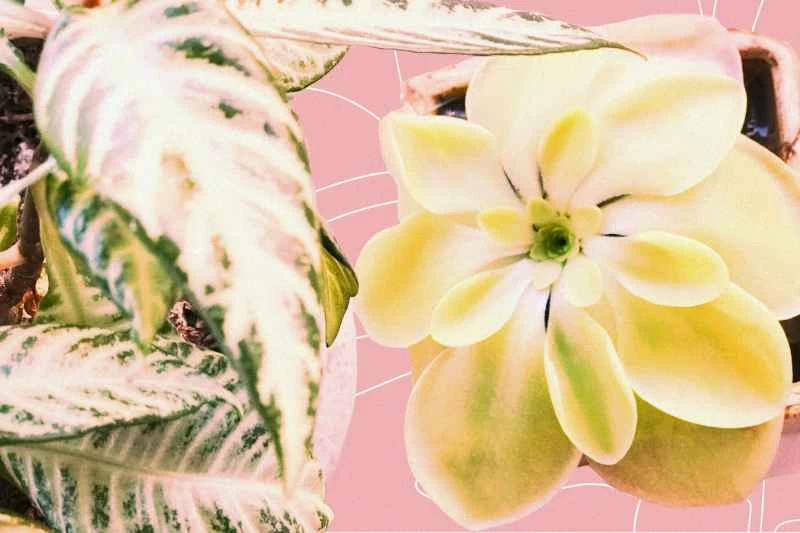 我的食肉植物是怎麼死的？