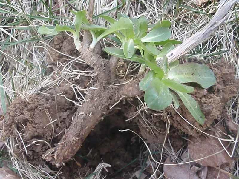 一株野生的、被連根拔起的菊苣植物