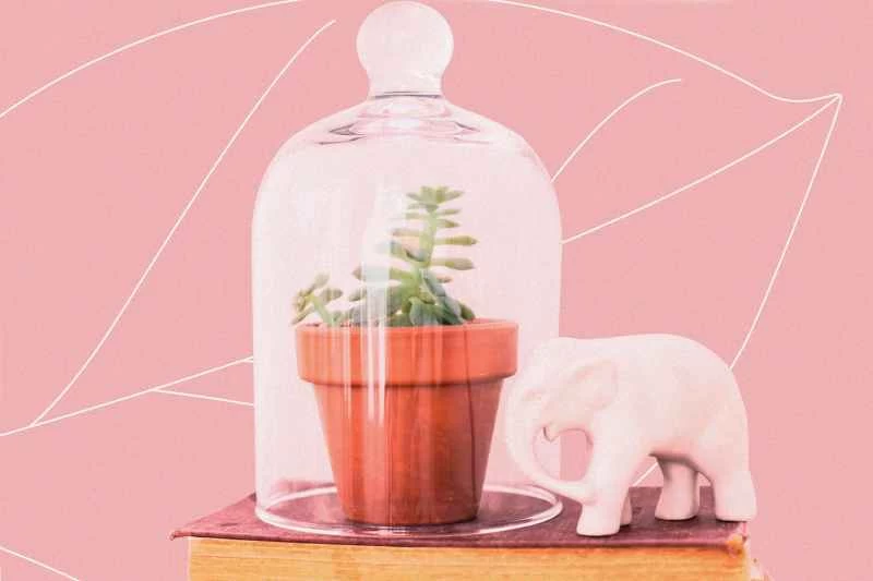 如何讓你的室內植物在這個夏天不枯萎