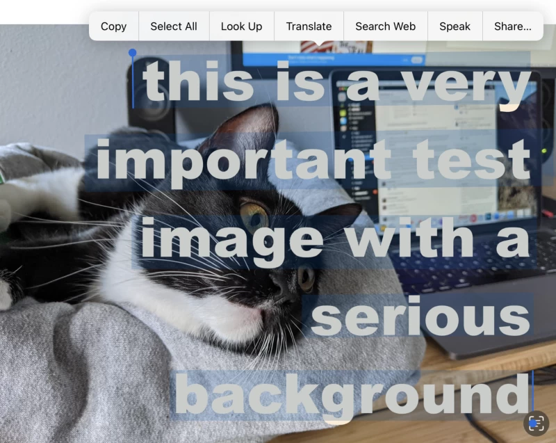 iOS 系統開啟的圖片截圖，顯示一張貓的圖片，圖片上疊加並選取了文字。