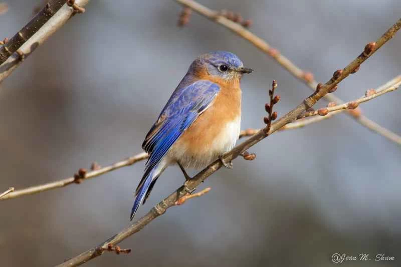 一隻東部藍知更鳥棲息在樹枝上