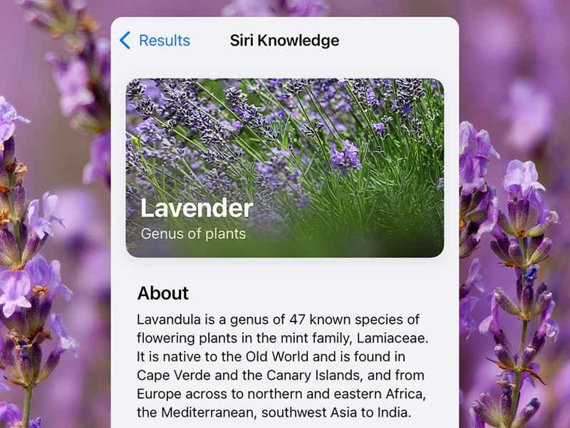 這是 iOS 系統上 Siri 視覺尋找功能的結果，顯示了有關薰衣草的資訊。