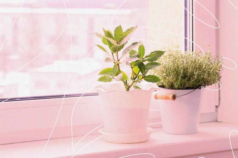 如何幫助室內植物安全過冬