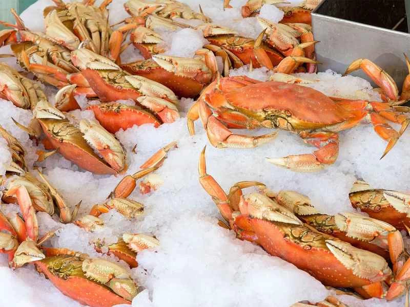 14種可以直接從海裡採摘的野生可食用植物