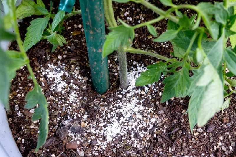 植物根部有磨碎的蛋殼