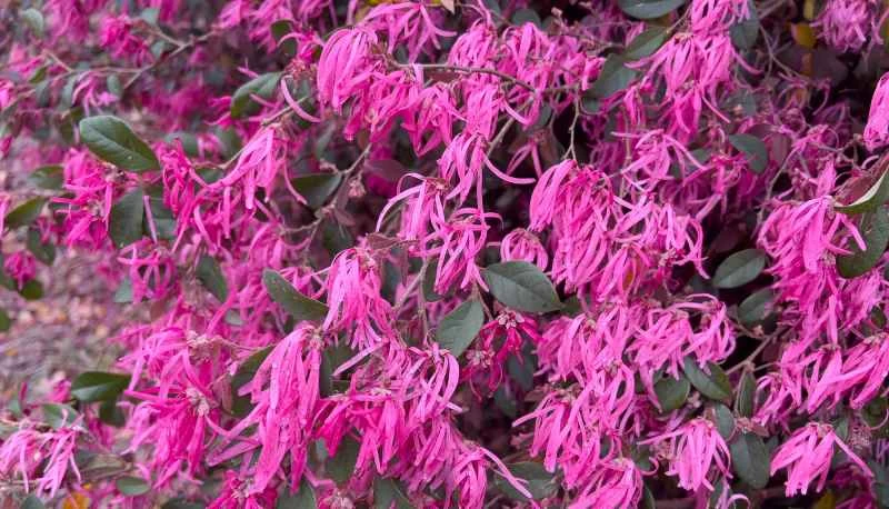 美國阿拉巴馬州達拉斯縣塞爾瑪市盛開的紅花繼木（Loropetalum chinense）。紅花繼木，又稱中國流蘇花或帶狀花。