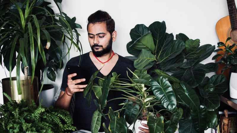 只要稍加照料就能防止室內植物滋生有害黴菌。