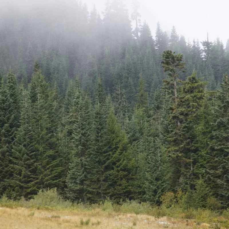 一片茂密的常綠樹叢。