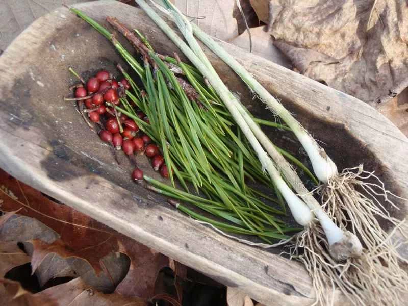 13種冬季仍可食用的植物