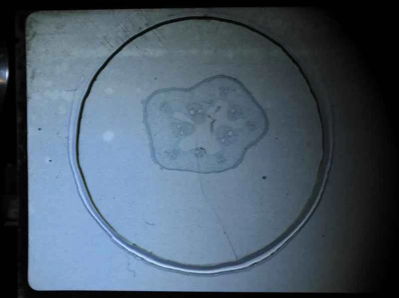 太陽顯微鏡放大倍率