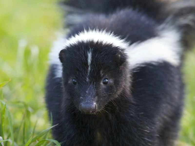 美國人最討厭的五種氣味（以及如何去除它們）