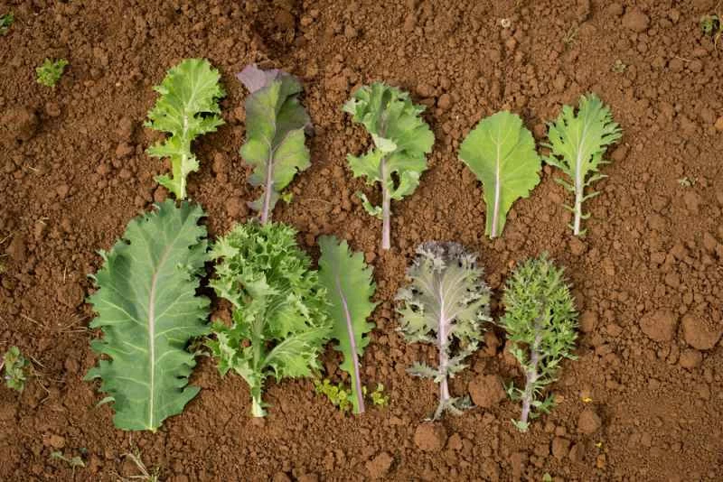 如何種植廚師設計的客製化蔬菜