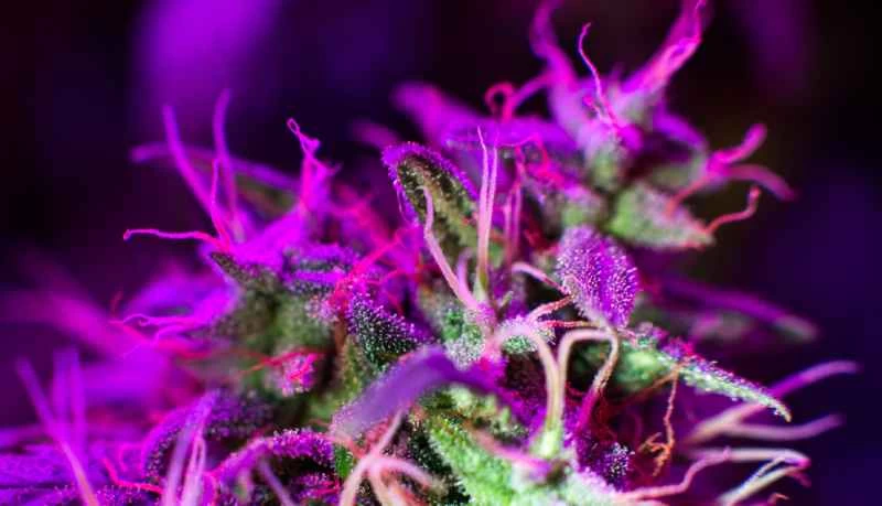 在4月20日，透過這些精心撰寫的科學故事，了解更多關於大麻的知識。